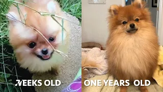 pomeranian puppy grows up 3 weeks to 1 year old