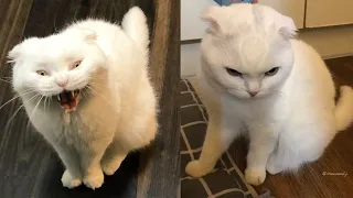 Try Not To Laugh 🤣 New Funny Cats Video 😹 - Just Cats Part 3