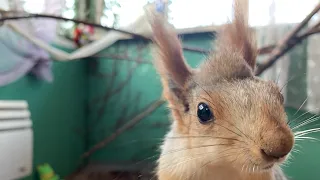 Вот такой домик у Белки Чип😎#funny #cute #youtubeshorts #fun #youtube #squirrel #happy