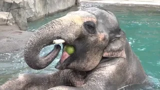 Watch Lions, Bats, Bears and More Chow Down On Watermelon To Keep Cool