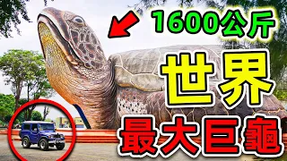 全世界最大的10只超級巨龜！第一名重量超過1600公斤，把鱷魚直接當食物吃。|#世界之最top #世界之最 #出類拔萃 #腦洞大開 #top10 #最大巨龜