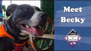 Meet Becky, An Adoptable PAW Dog!