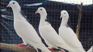 Бакинские Голуби Классика! Шейки, Мраморные, Белые. В гостях у Сергея г Ставрополь! 📞+79614416272.