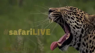 safariLIVE - Sunrise Safari - Oct. 29, 2017