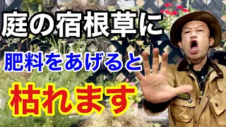 【そんなバカな】宿根草の上手な育て方教えます　　【カーメン君】【園芸】