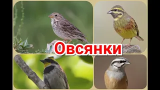 Настоящие овсянки.