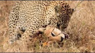 Mother Wildebeest Deals A Fatal Blow To The Leopard | Rescue The Baby From The Leopard | Wild Life