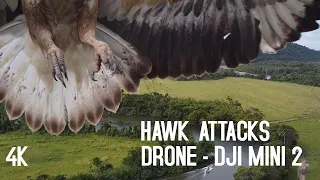 Hawk/Eagle ATTACKS Drone - DJI MINI 2 , Filmed in 4K | BIRD DRONE ATTACK