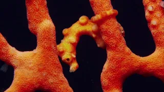Camoflage Seahorse and pipefish - pygmy seahorse, ghost pipefish