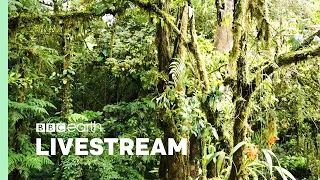 🔴 LIVE: Relaxing Nature Sounds for Focusing | Our Green Planet | BBC Earth