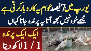 Biggest Turkey 🦃 Farm in Pakistan