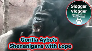 Aybo's Mischievous Antics with Gorilla Lope