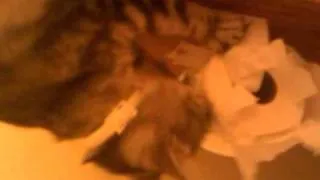 Toilet paper polydactyl Hemingway cat