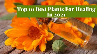 Top 10 Best Plants For Healing in 2021 | Best Medicinal Plants |  Healthier Steps | 4k