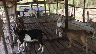 Goat In Love