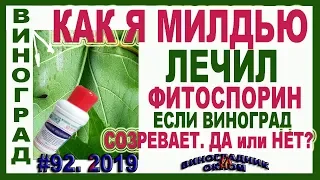 🍇 ВАЖНО! Опыт ЛЕЧЕНИЯ МИЛДЬЮ на винограде биопрепаратом. Как работает фитоспорин.