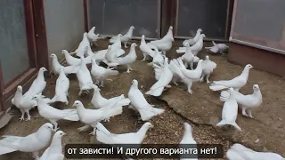 Baki Goyercinleri  Бакинские Голуби Baku Pigeons Ruslan_Sahin 2022