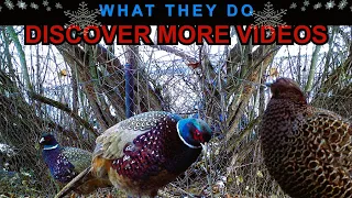Pheasant Weird Behavior Ways Autumn To Winter  Alive Mode Channel