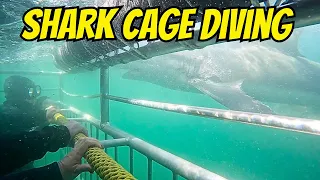 Shark Cage Diving in South Africa 🇿🇦