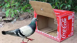 Easy Simple Pigeon Trap Using Coca-Cola Box With Woods - Best Method Bird Trap