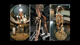 Nephilim! 20+ Ft-Tall Ancient Giant Skeletons! On Exhibit for World to See! ECUADOR GIANTS!