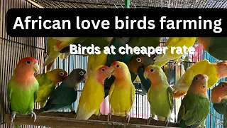 African love birds | ಆಫ್ರಿಕನ್ ಲವ್ ಬರ್ಡ್ಸ್ ಹೇಗೆ ಸಾಕುತಿದ್ದಾರೆ #lovebirds  #agriculture