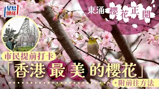 東涌櫻花園本周末起開放 約85棵「好運來」 料呢一日最盛放｜星島頭條｜東涌｜櫻花園｜好運來