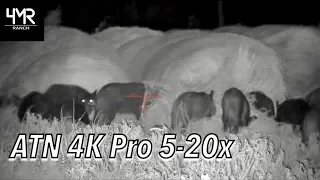Defending Hay Bales From Hogs | ATN 4K Pro