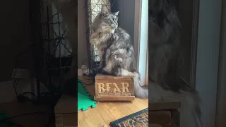 2 Beautiful Cute Fluffy and Majestic MaineCoon Cats | Hanging Out at the Watering Hole | #shorts