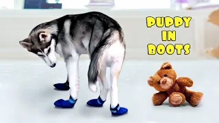 Puppy Tries on Shoes for the FIRST Time! [Funny Reaction]