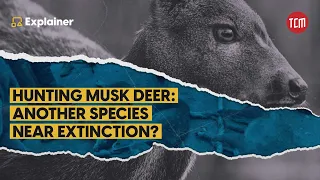 Why are Musk Deer Being Hunted in Pakistan?