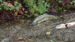 Salmon swimming upstream to spawn