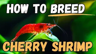 🦐 Secrets to Successful Red Cherry Shrimp Breeding Revealed