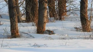 зайцы, да вы совсем ох@ели. или привязал трех штук))