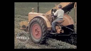 How did they pick peas in the 1930's? - Classic Tractor Fever