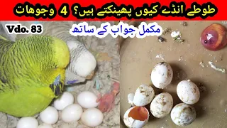 Why Australian parrots throw the eggs? 4 tips in urdu / Hindi by |Arham|., Vdo. 83