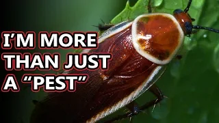 Cockroach facts: you only know a few of them | Animal Fact Files