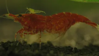 A Funny Look At Breeding Cherry Shrimp