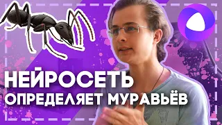 НЕЙРОСЕТЬ УГАДЫВАЕТ ВИД МУРАВЬЯ! Как определить вид матки муравьёв с помощью нейросети?