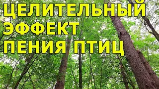 ЦЕЛИТЕЛЬНЫЙ ЭФФЕКТ ПЕНИЯ ПТИЦ