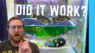 Breeding Celestial Pearl Danios without SPAWNING MEDIA in Automatic Egg Harvester