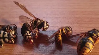 Wasp Species Comparison yellow jackets Hornets Cicada Killers
