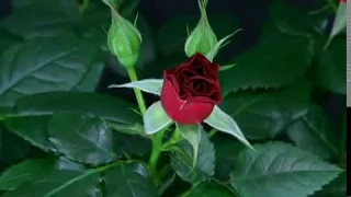 ускоренная съемка распускания розы