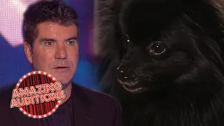 Ant And Dec Get HYPNOTISED By A Dog On Britain's Got Talent! | Amazing Auditions