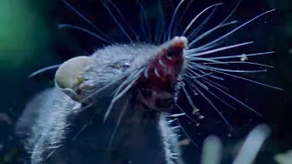 Ferocious Shrews Fight For Mating Rights | Life Of Mammals | BBC Earth