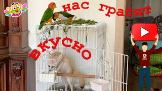 How to protect your pets: the story of robbing a parrot's cage