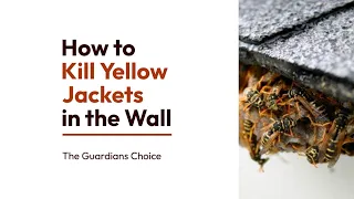 Yellow Jacket Infestation? Learn How to Kill Yellow Jackets in the Wall - Effective DIY Methods!