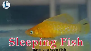 Do Fish Sleep, how fish sleeps, fish sleeping facts,molly fish sleeping,