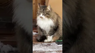 Котопёс распушился