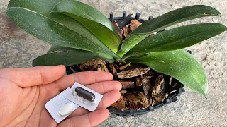These 2 tablets help the orchid grow, root and flower